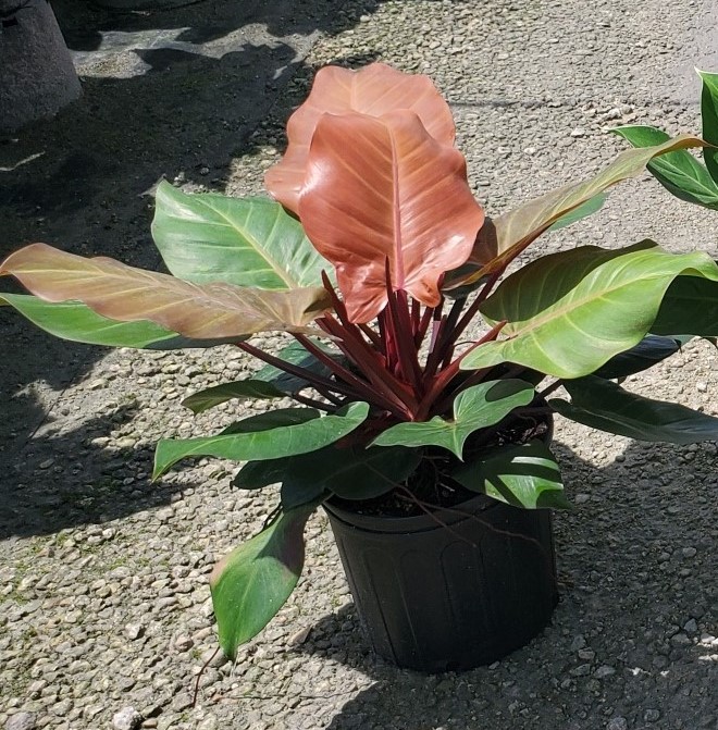 philodendron-x-mccolly-s-finale