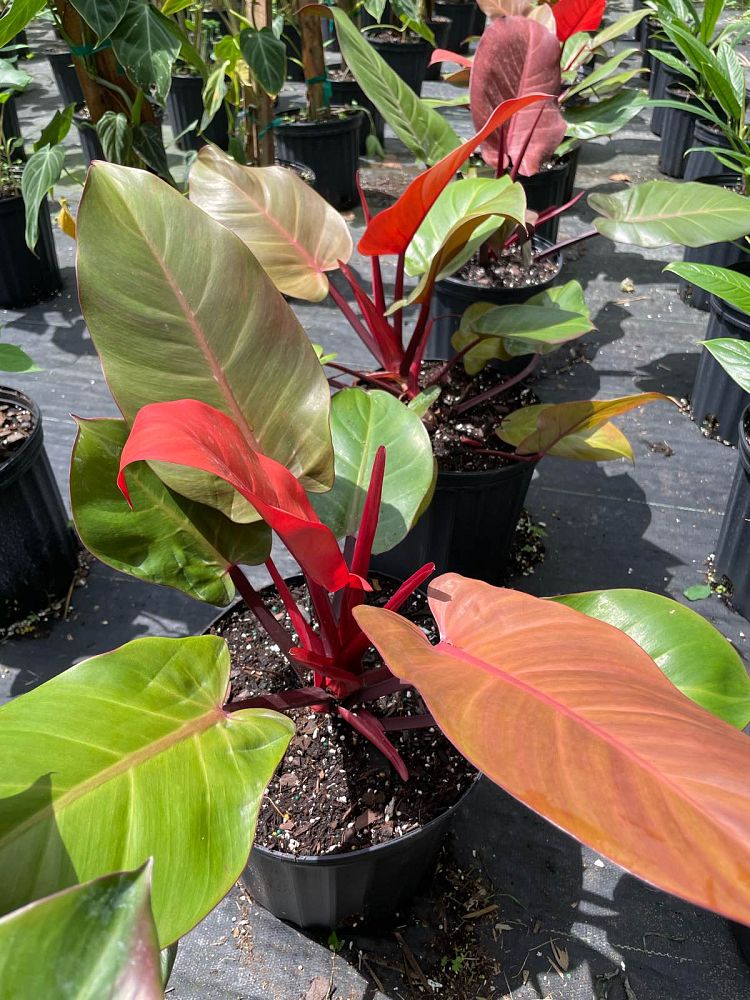 philodendron-x-mccolly-s-finale