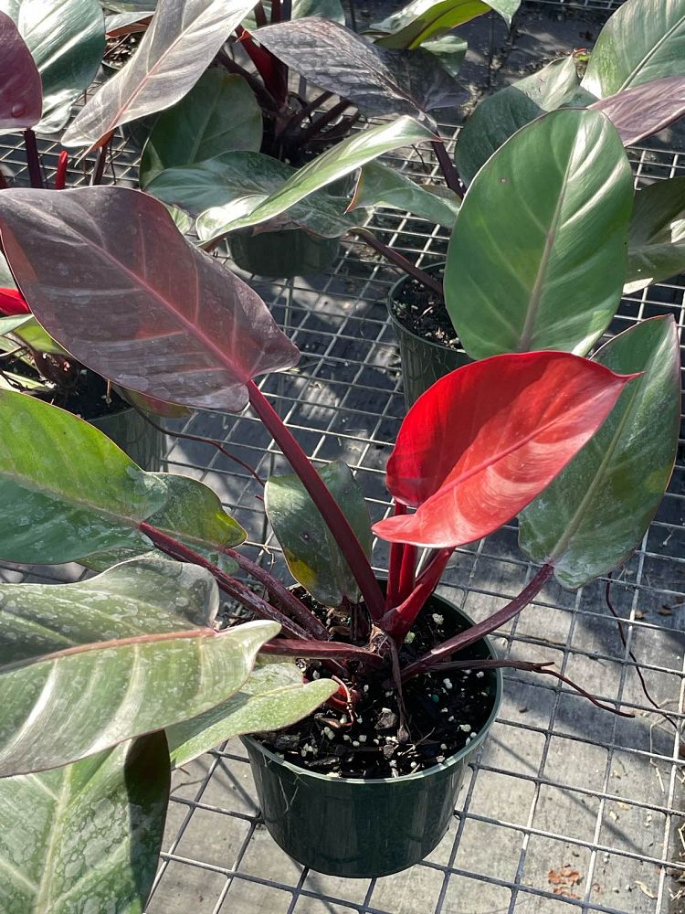 philodendron-x-mccolly-s-finale