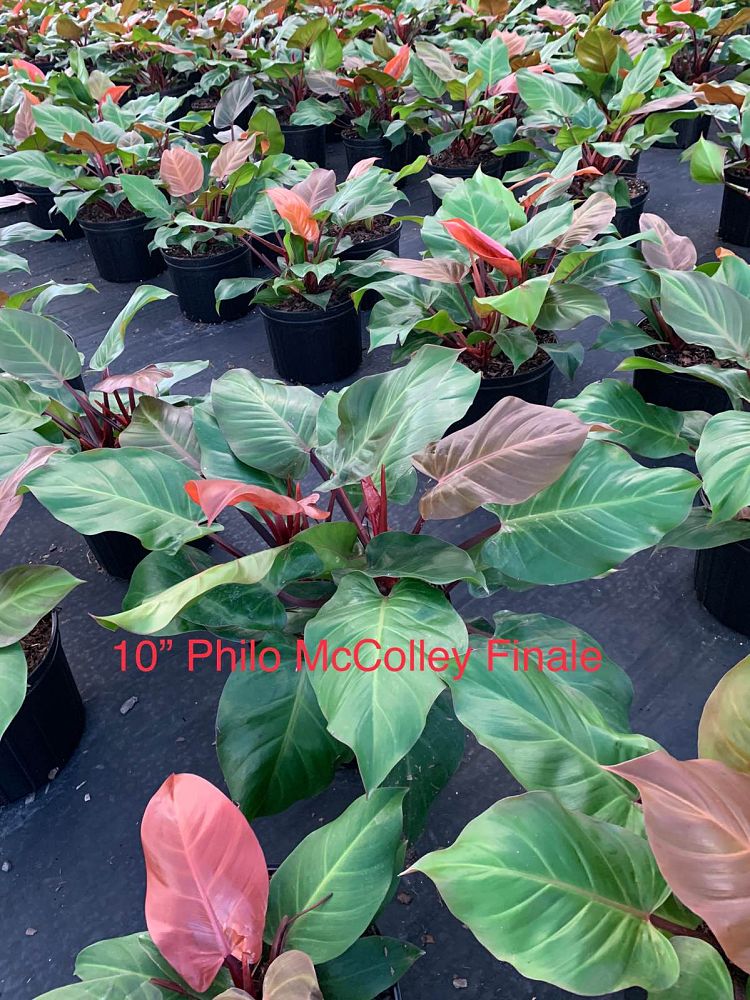 philodendron-x-mccolly-s-finale
