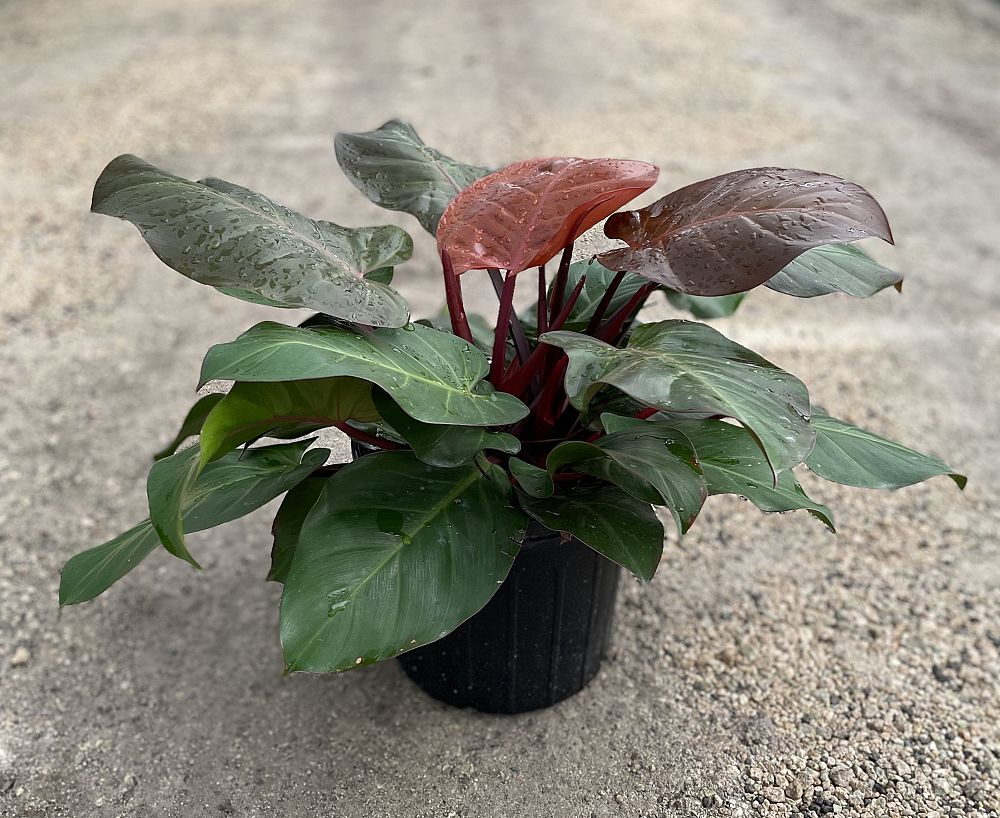 philodendron-x-mccolly-s-finale