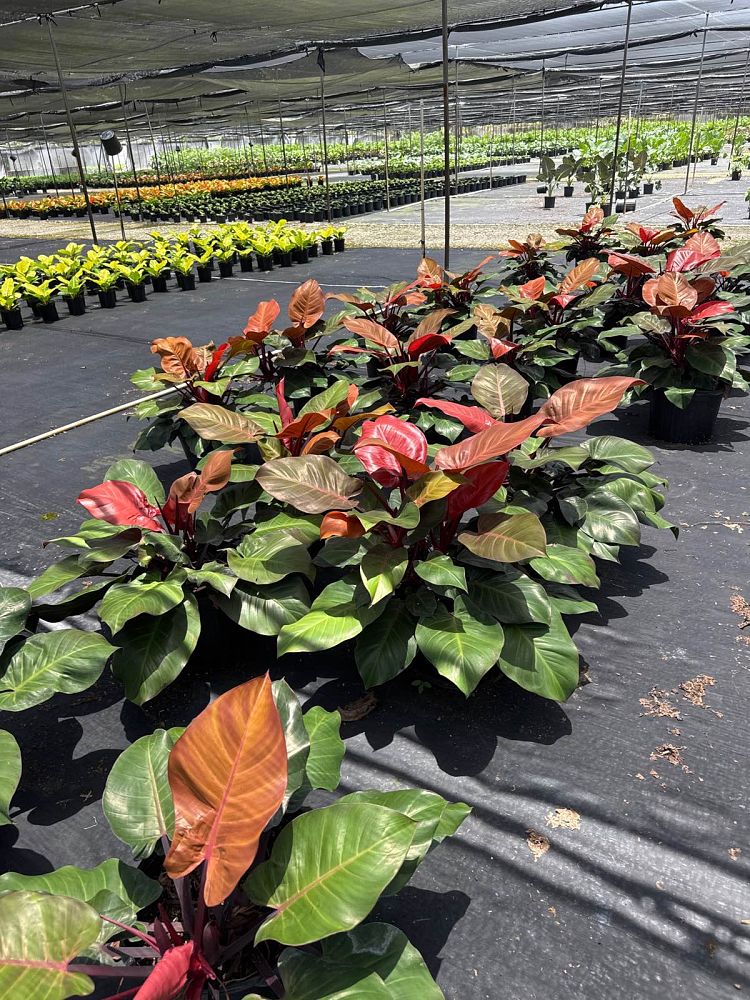 philodendron-x-mccolly-s-finale