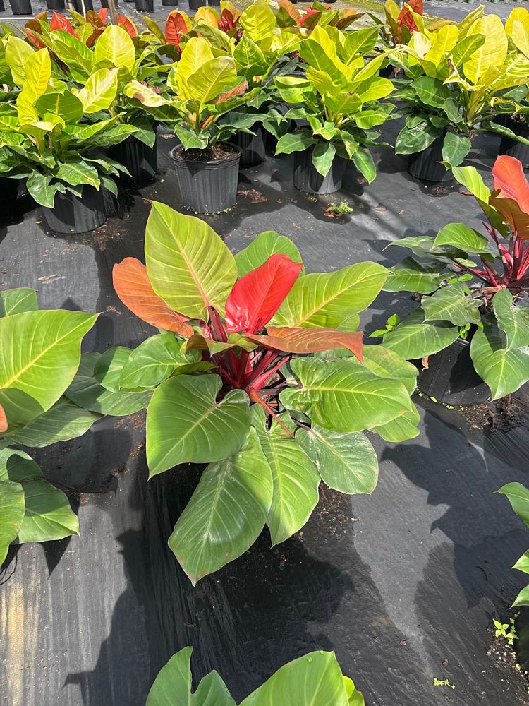 philodendron-x-mccolly-s-finale