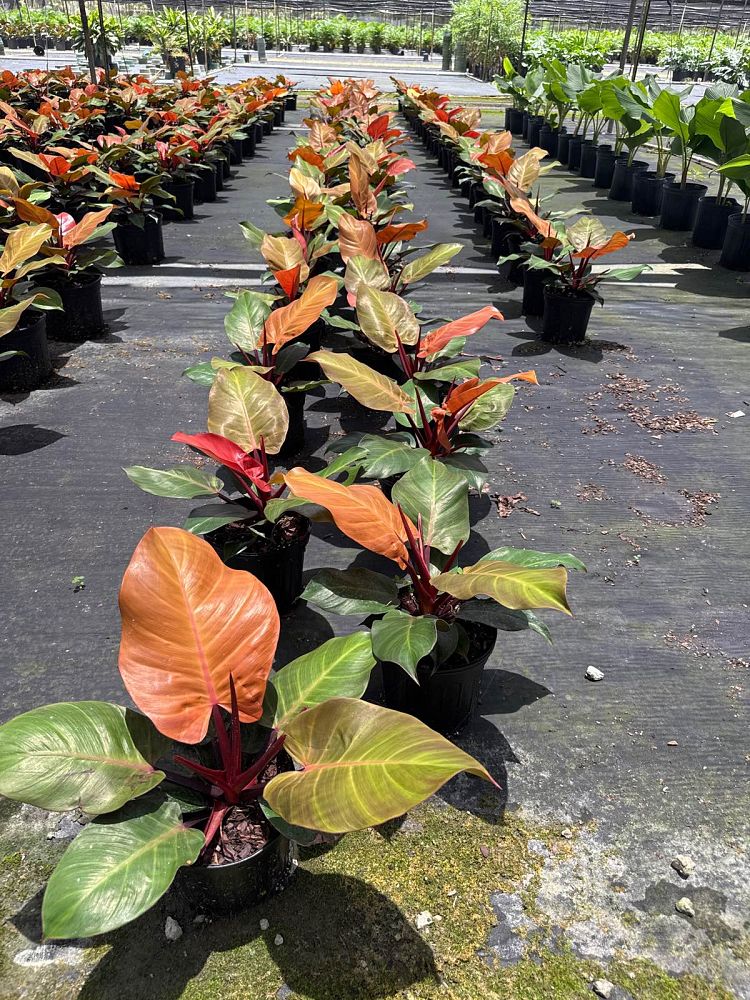 philodendron-x-mccolly-s-finale