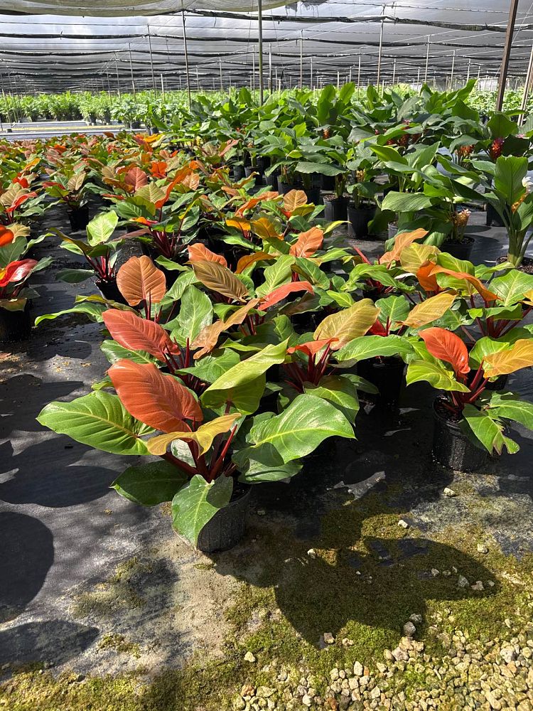 philodendron-x-mccolly-s-finale