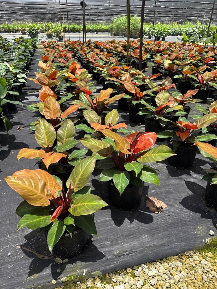 philodendron-x-mccolly-s-finale