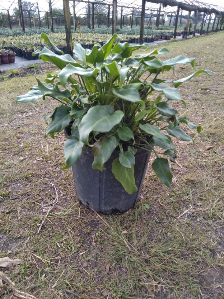 philodendron-xanadu