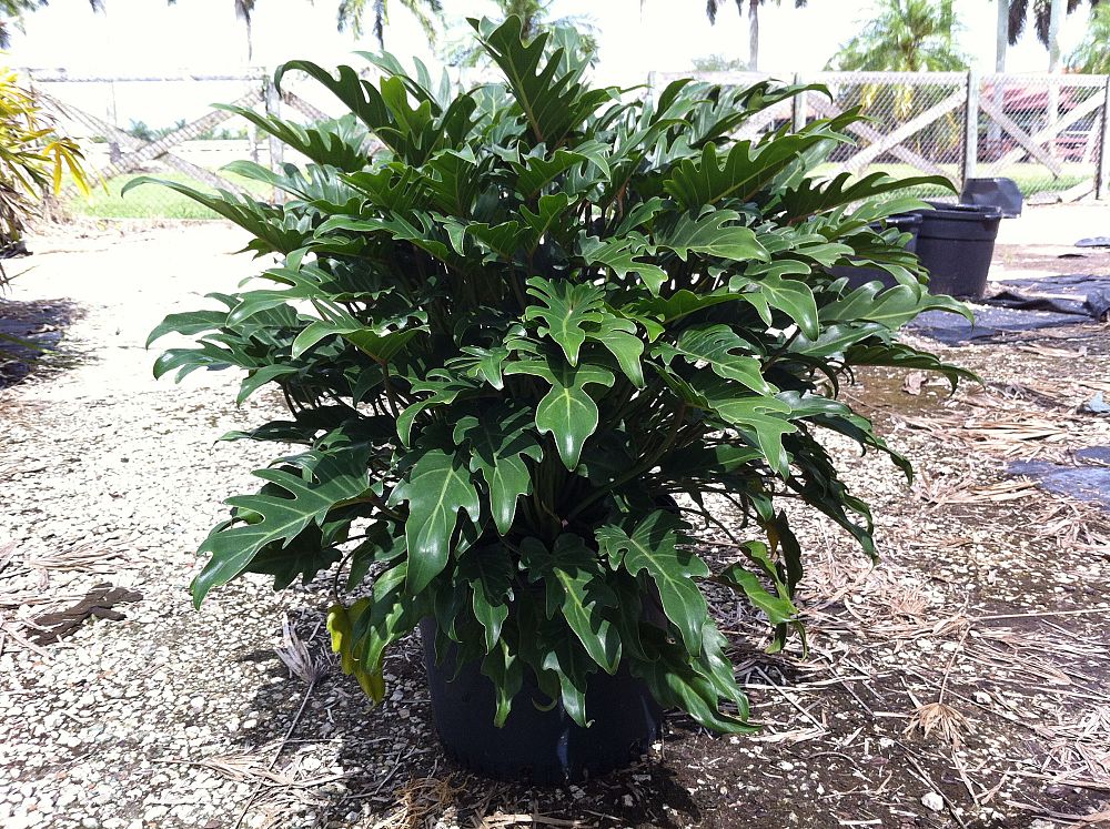 philodendron-xanadu