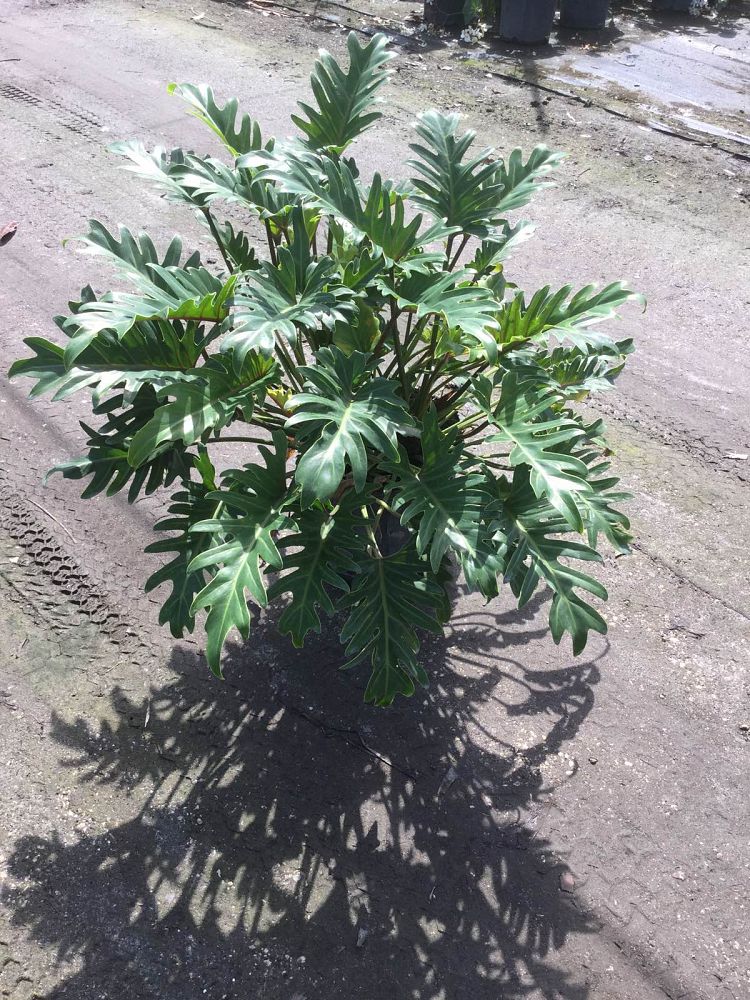 philodendron-xanadu