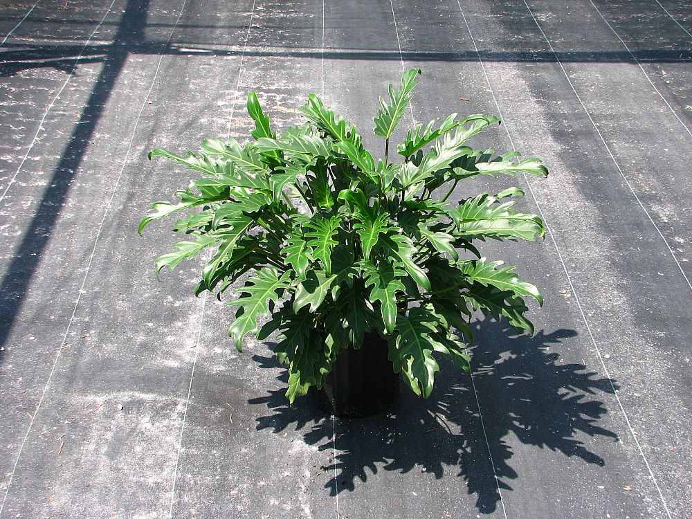philodendron-xanadu