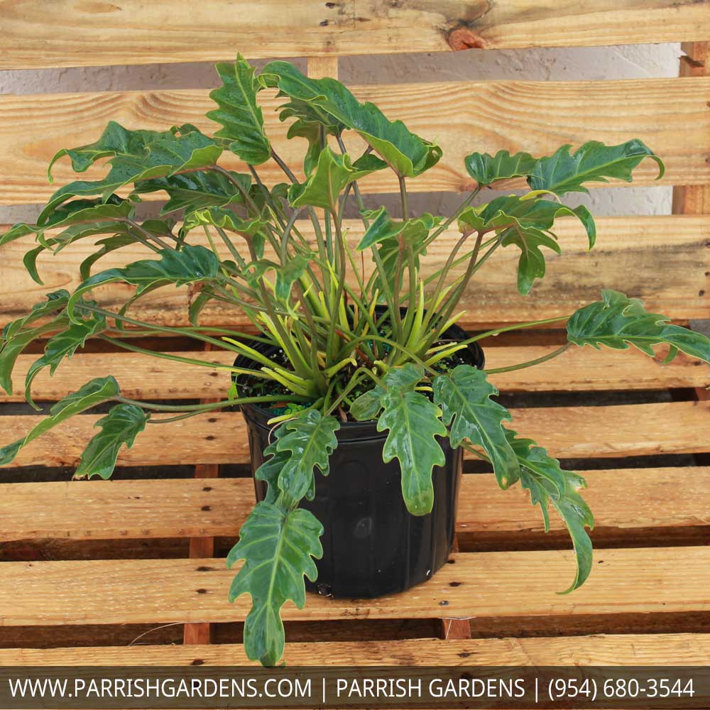 philodendron-xanadu