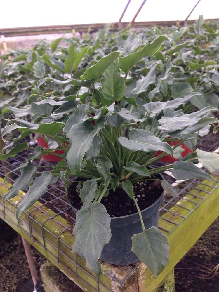 philodendron-xanadu