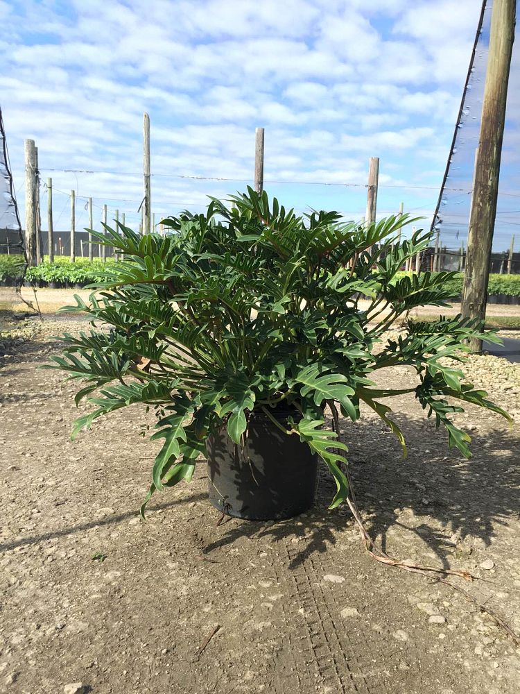 philodendron-xanadu