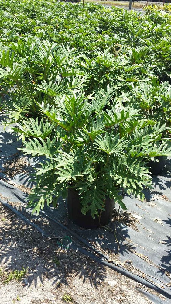philodendron-xanadu
