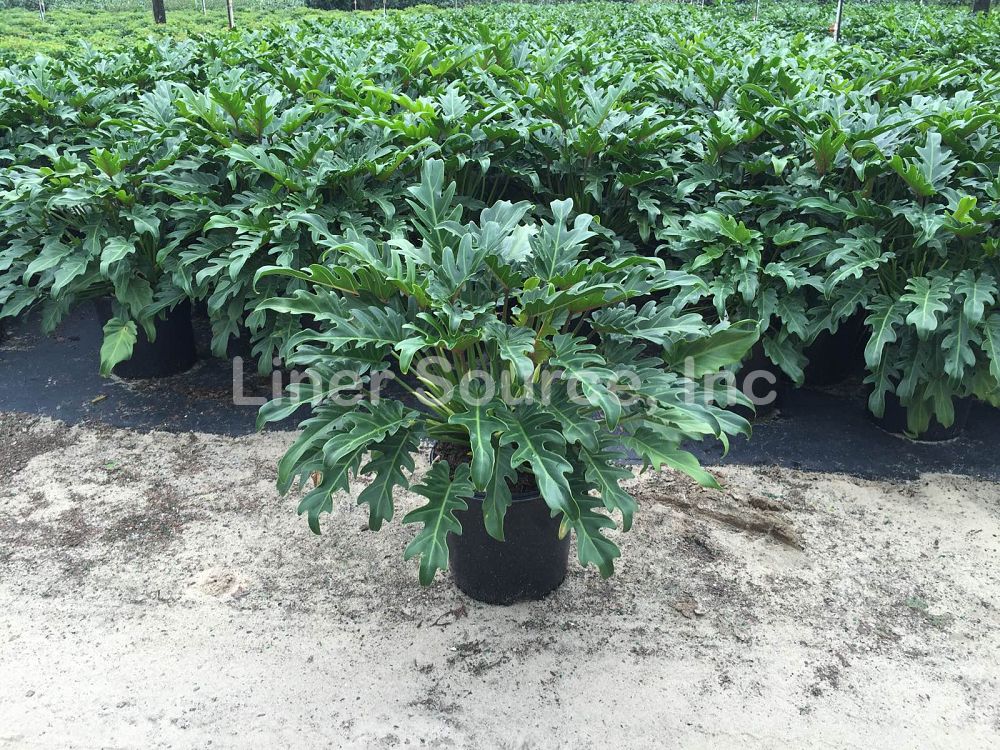 philodendron-xanadu