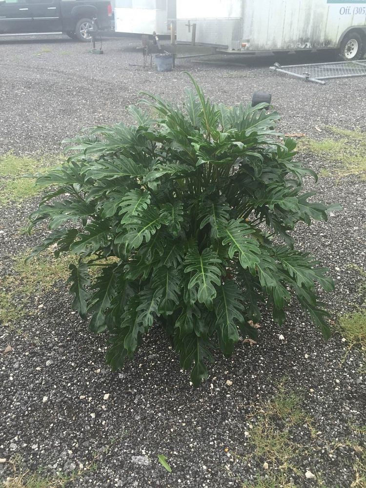 philodendron-xanadu