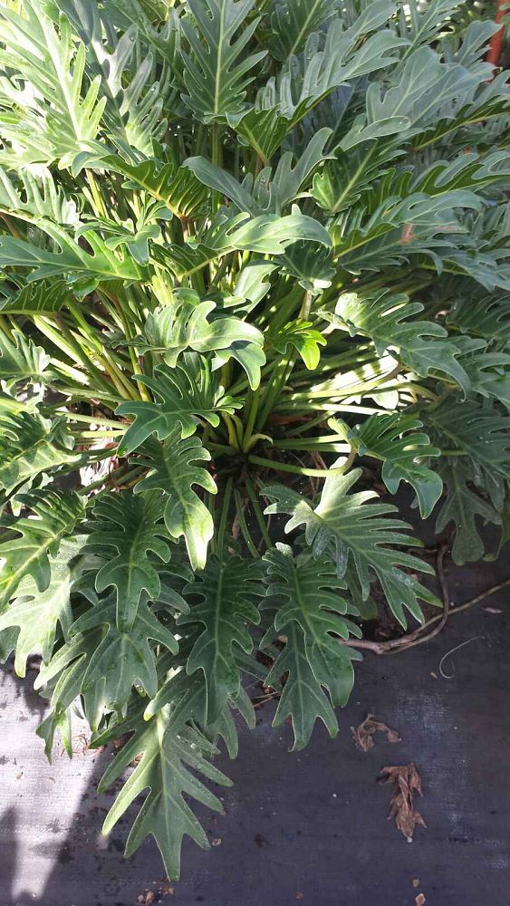 philodendron-xanadu