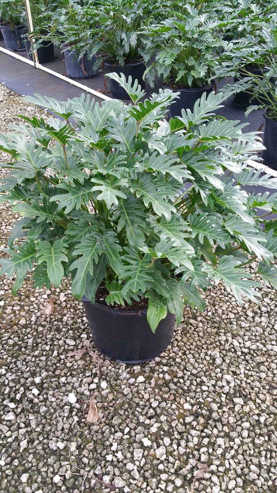 philodendron-xanadu