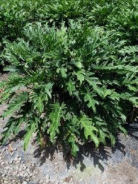 philodendron-xanadu
