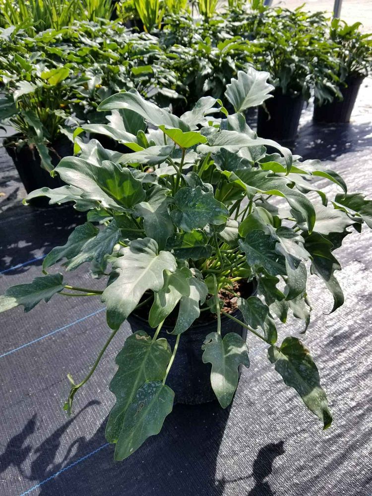 philodendron-xanadu