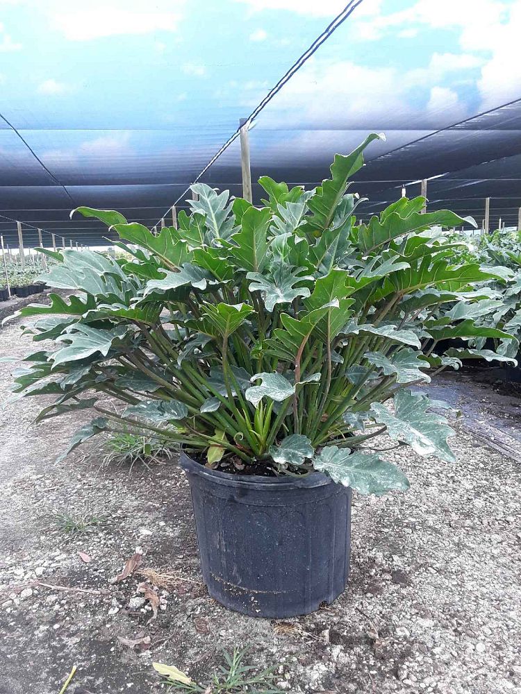 philodendron-xanadu