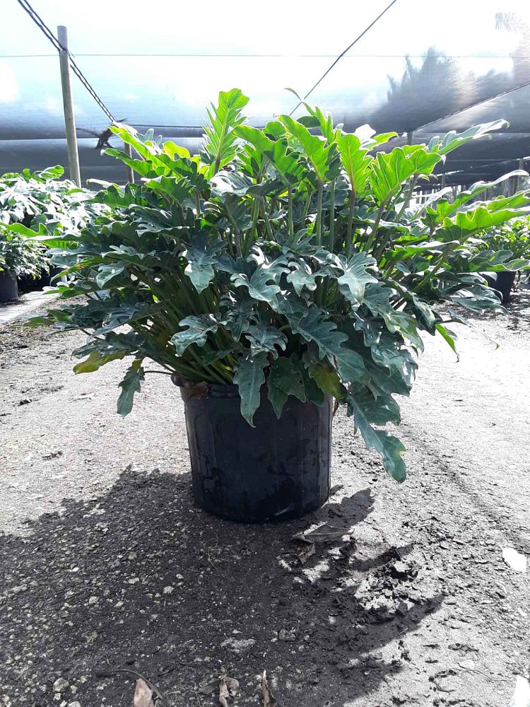 philodendron-xanadu
