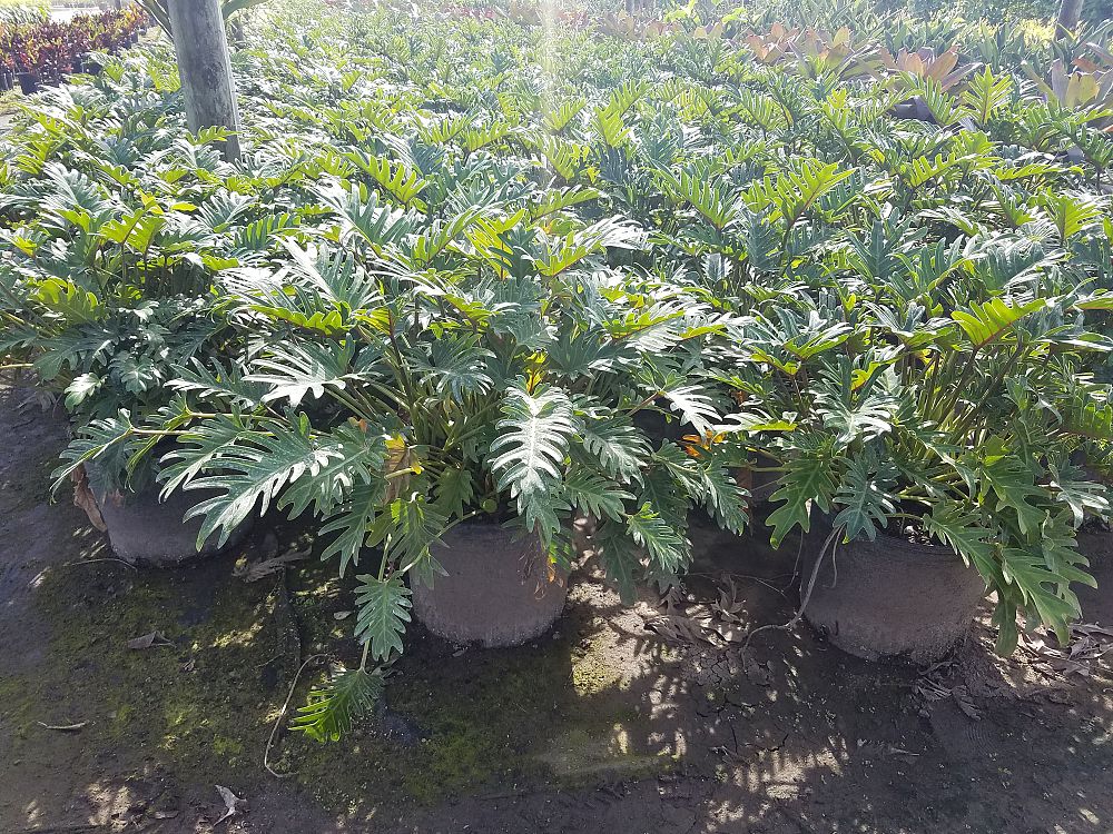 philodendron-xanadu