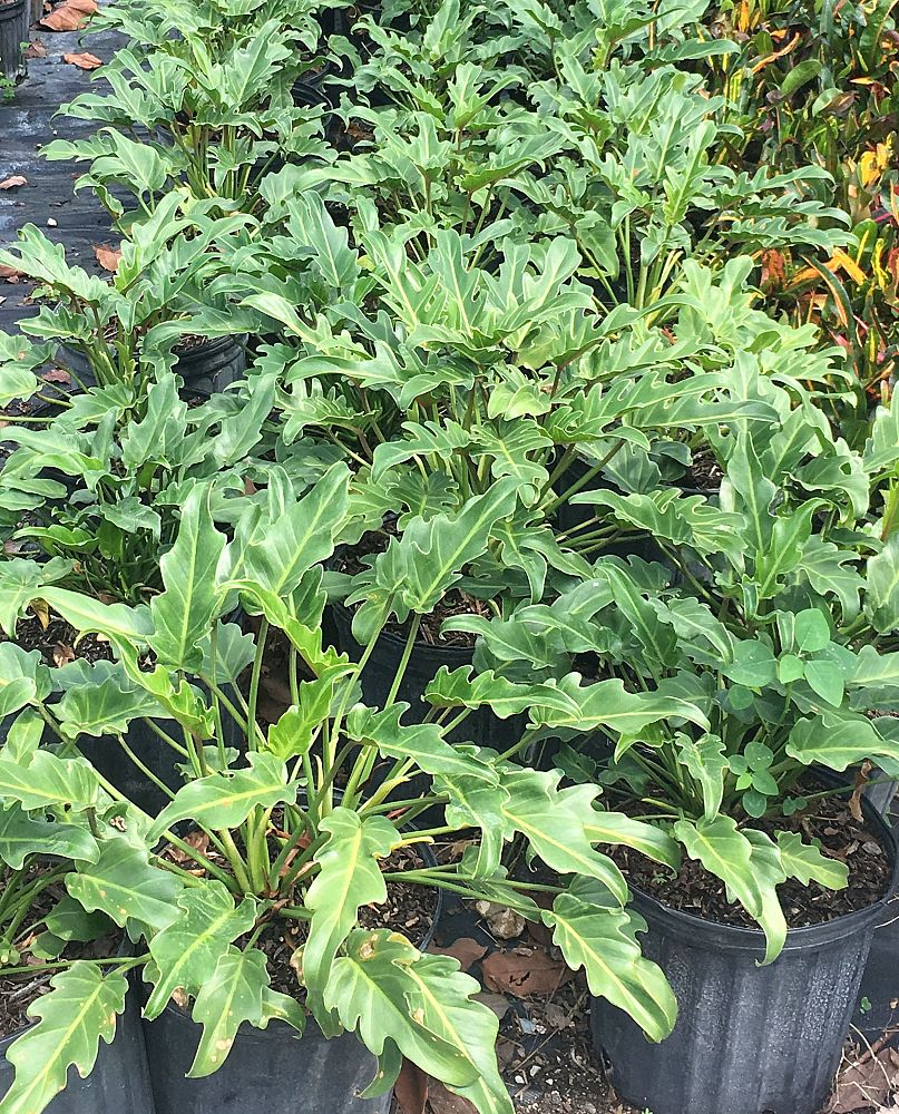 philodendron-xanadu