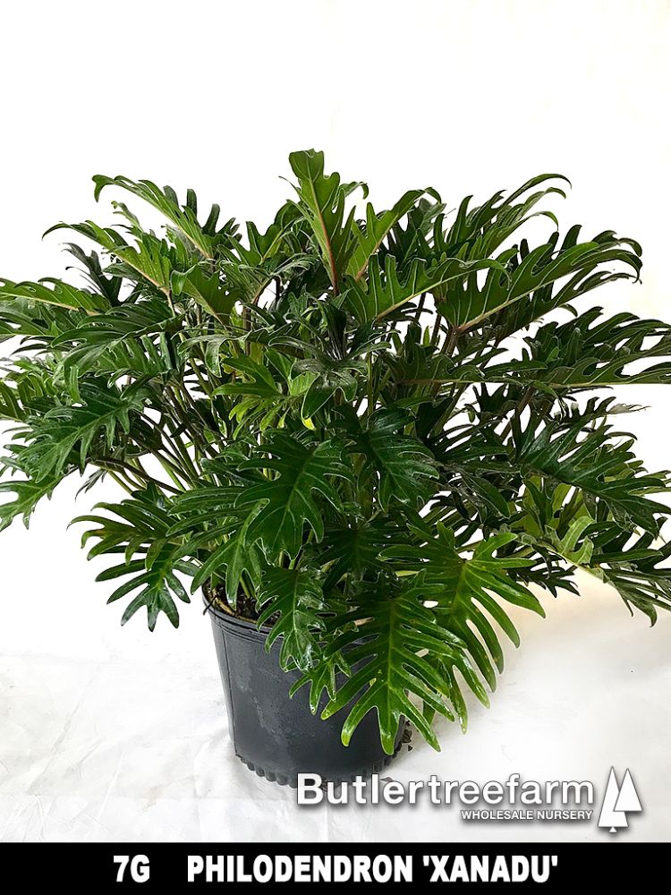 philodendron-xanadu