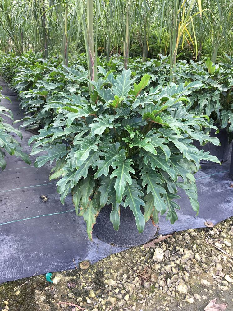 philodendron-xanadu
