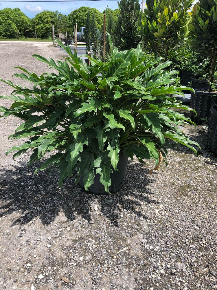 philodendron-xanadu