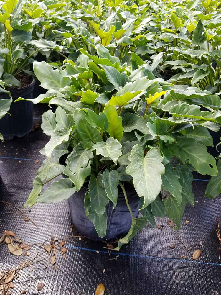 philodendron-xanadu
