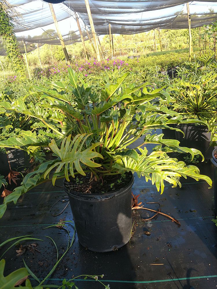 philodendron-xanadu