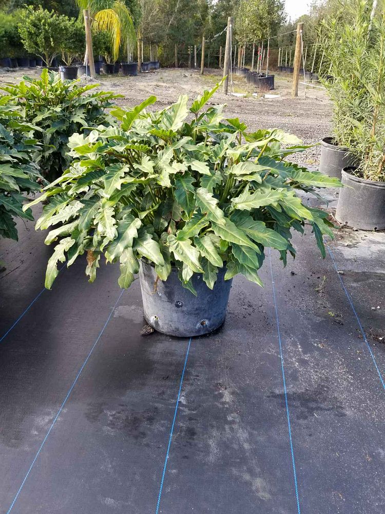 philodendron-xanadu
