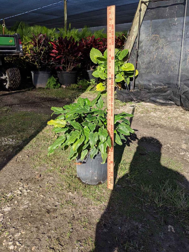 philodendron-xanadu