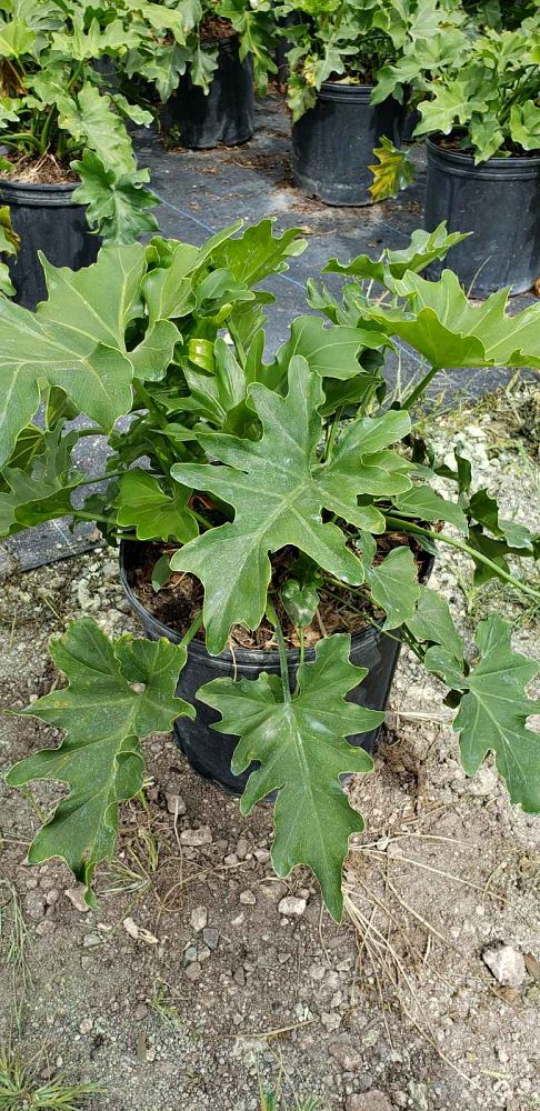 philodendron-xanadu
