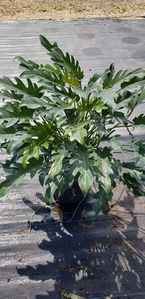 philodendron-xanadu