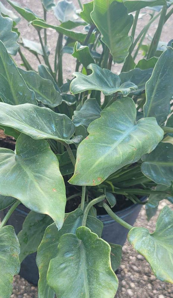 philodendron-xanadu