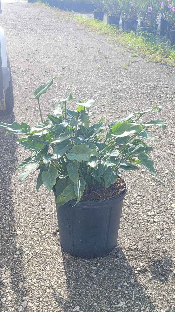 philodendron-xanadu