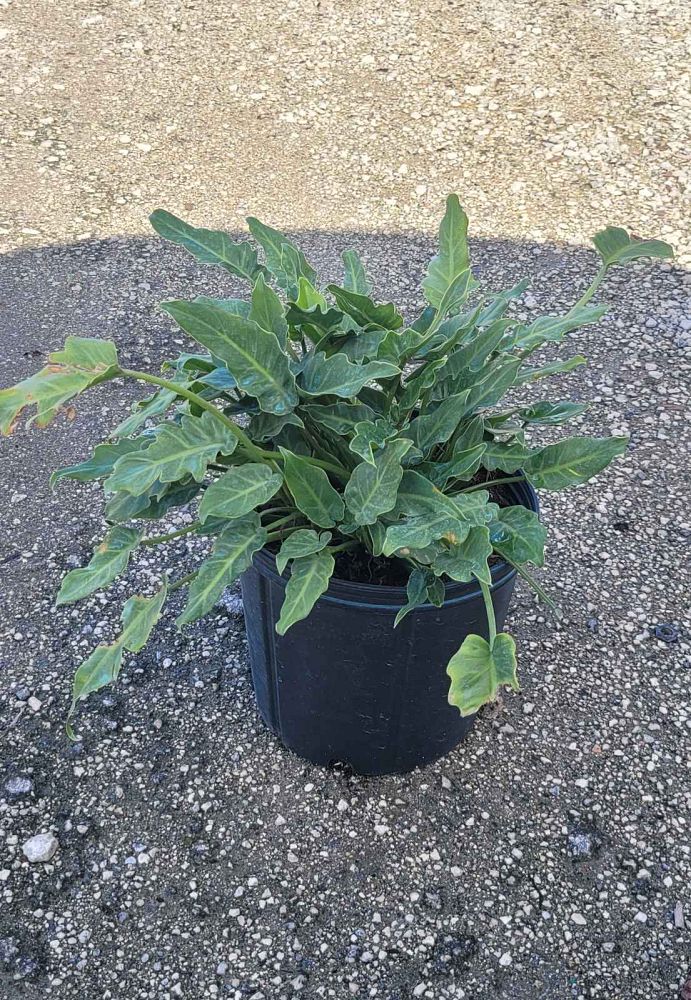 philodendron-xanadu