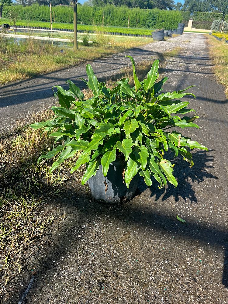 philodendron-xanadu