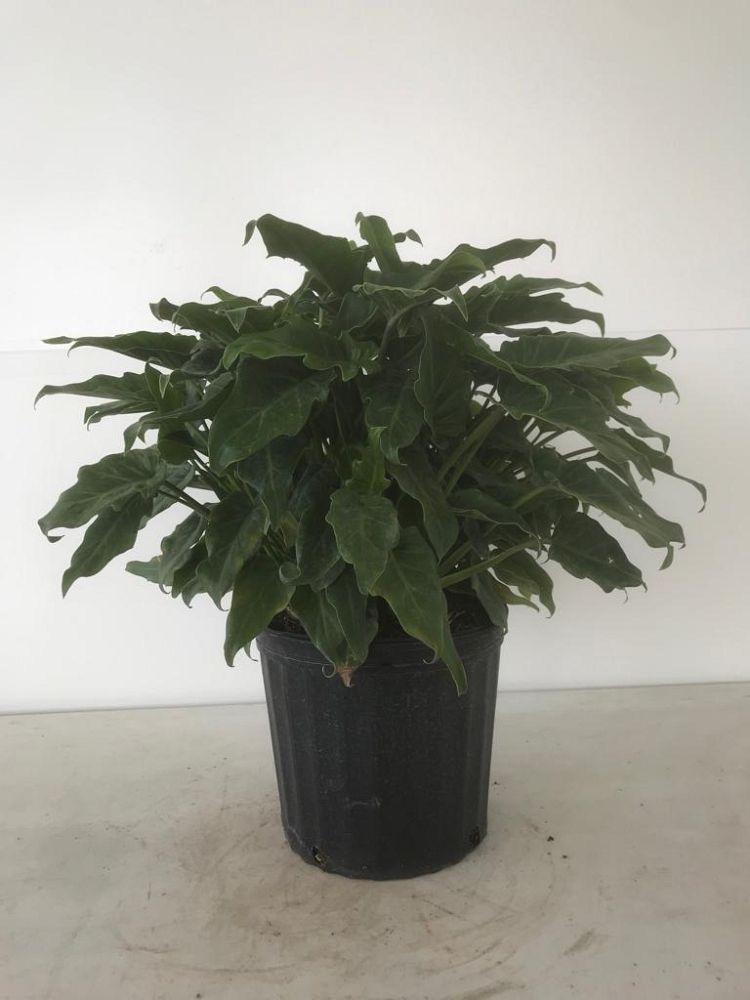 philodendron-xanadu