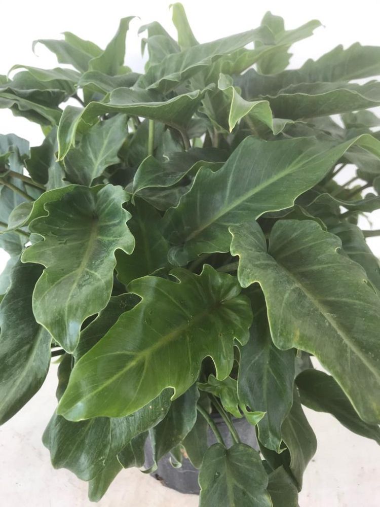 philodendron-xanadu