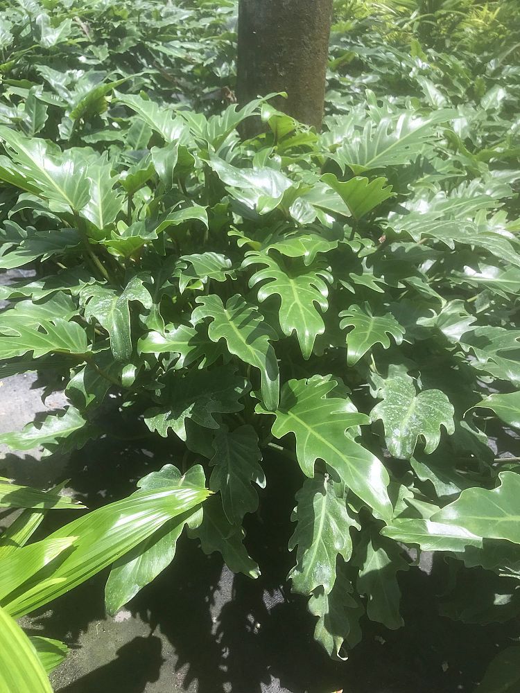 philodendron-xanadu
