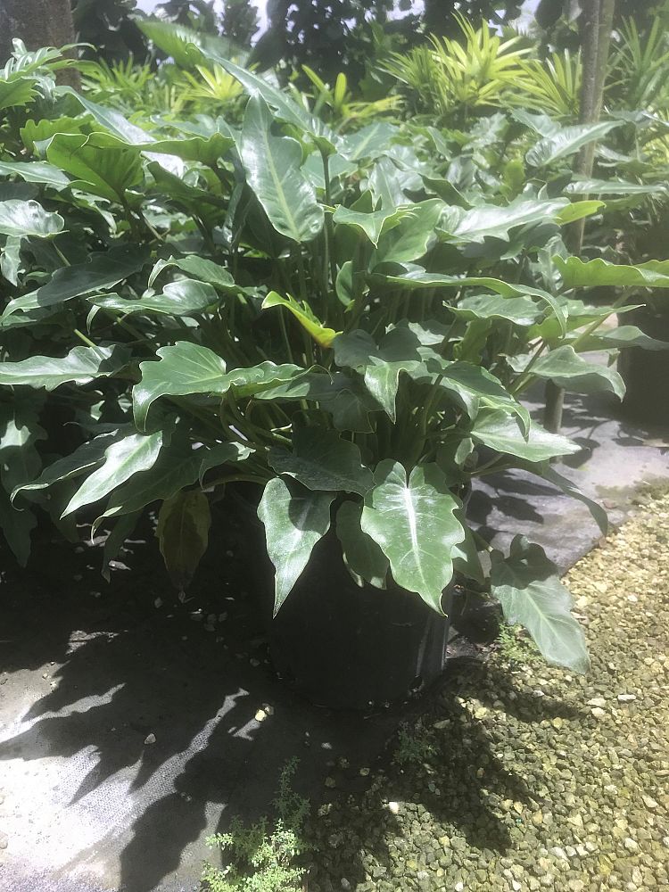 philodendron-xanadu