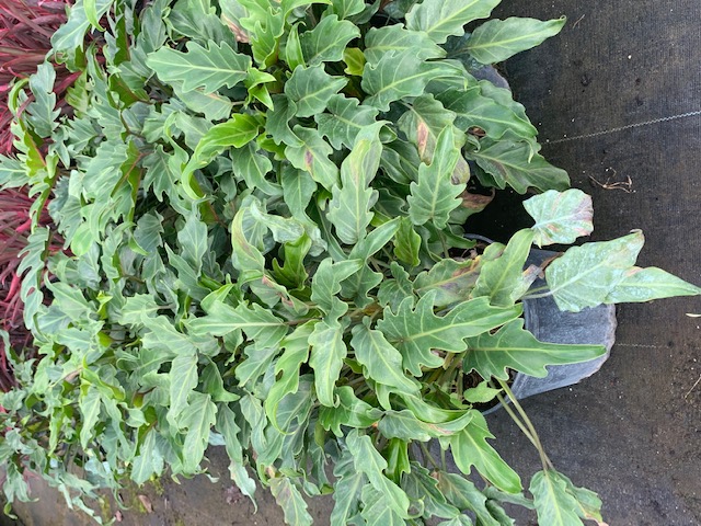 philodendron-xanadu