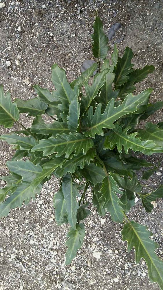 philodendron-xanadu