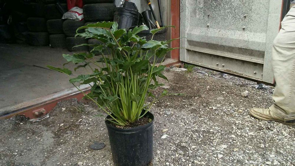 philodendron-xanadu