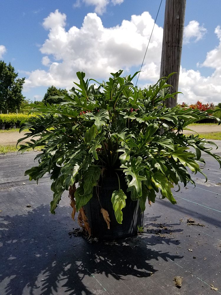 philodendron-xanadu