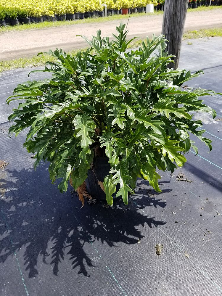 philodendron-xanadu